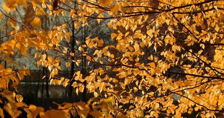 Wall Mural - Woods foliage Turn in Yellow orange in autumn Timelapse. Autumn Mood. Autumn Forest Transition. Season Change Concept. Time Lapse, Time-lapse. Gently wind.