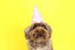 Cute Maltipoo dog wearing party hat on yellow background. Lovely pet