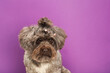 Cute Maltipoo dog and confetti on violet background, space for text. Lovely pet