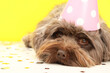 Cute Maltipoo dog wearing party hat on white table with confetti against yellow background. Lovely pet