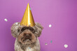 Cute Maltipoo dog wearing party hat and confetti on violet background, space for text. Lovely pet