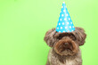 Cute Maltipoo dog wearing party hat on green background, space for text. Lovely pet