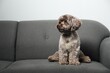 Cute Maltipoo dog on sofa indoors, space for text. Lovely pet