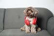 Cute Maltipoo dog with headphones on sofa indoors, space for text. Lovely pet