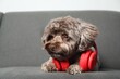 Cute Maltipoo dog with headphones on sofa indoors. Lovely pet