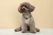 Cute Maltipoo dog on grey table against beige background. Lovely pet