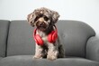 Cute Maltipoo dog with headphones on sofa indoors. Lovely pet