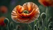 # Prompt 1: Photorealistic ImageEnglish close-up of a poppy. The subject is a single poppy flower, captured in extreme detail, showcasing its delicate petals and vibrant colors. The background is soft