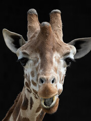 Poster - Giraffe