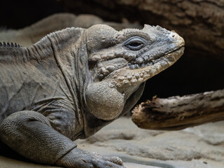 Canvas Print - Nashornleguan