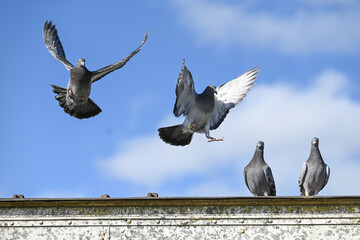 Poster - oiseaux pigeon