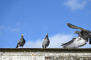 Wall Mural - oiseaux pigeon