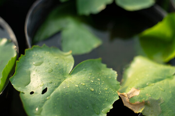 Nymphaeaceae,lakes and swamps, with leaves and flowers floating on the water surface, water lily leaves are round, single leaves, growing alternately. Twisted flowers