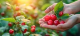 Fresh sweet cherries held with blurred background, perfect selection with text space