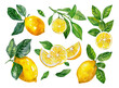 Seamless Floral Pattern Watercolor. Natural Lemon Fruits Background. Flowers, Leaves, Lemons. Vector Illustration