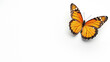 Iconic Monarch butterfly resting with wings outstretched, the white background emphasizes the details