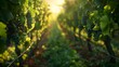 a vineyard scene with grapes at sunset in the distance and sunlight rays shining down on