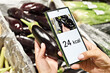 Checking calories on eggplant vegetable with smartphone