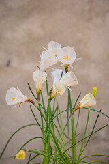 Wall Mural - narcissus flowers in the pot