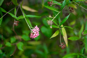 Arachnothryx leucophylla,.Arachnothryx leucophylla Intended to beautify the landscape around the house and urban.Arachnothryx leucophylla is a herbaceous plant, 0.3 to 1 m tall