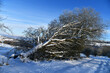 schneebedeckter umgestürzter Baum
