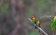 Manas National Park, Assam, India. Chestnut-headed bee-eater,  Merops leschenaulti