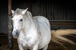 Beautiful dapple gray horse with a blond tail and mane in a stable