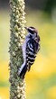 Selective focus of a downy woodpecker on a tree trunk with blurred, sunlit background