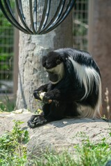 Wall Mural - Vertical closeup shot of a colobus monkey eating food at a zoo