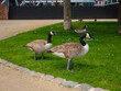 Canada Geese grazing grass in Frankfurt am Main