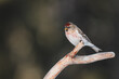 Common redpoll (Acanthis flammea) with distinctive red markings on its head and chest sits gracefully on the jagged branch