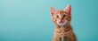 cute cat isolated on pastel one color background