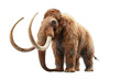 Realistic depiction of a young woolly mammoth standing against on a transparent background