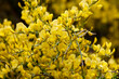 Ginster (Genista) Strauch mit gelben Blüten 