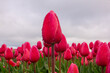Blooming Tulip field with pink flowers on a rainy day