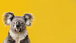 Close-up of a cute grey koala with fluffy ears and a curious gaze against a vivid yellow backdrop, capturing its lovable charm