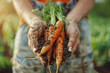 Farmer Holding Fresh Carrots Covered in Soil at Sunset