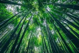 Fototapeta Sypialnia - Skyward View of a Lush Bamboo Forest Canopy