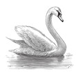 white Swan bird on the pond, hand drawn vector illustration realistic sketch