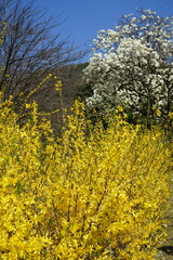 Wall Mural - flowers in the spring