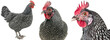 California gray chicken collection, domestic animal bundle isolated on a white background as transparent PNG