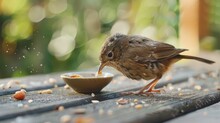 A Small Bird Eating On The Deck