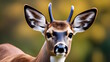 Close Up Photo of Deer Generative AI