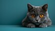 Hyperrealistic funny British Shorthair cat close up on blue background, pet concept, banner, empty space