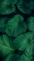 Canvas Print - closeup tropical green leaves texture and dark tone process, abstract nature pattern background.