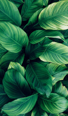 Wall Mural - closeup tropical green leaves texture and dark tone process, abstract nature pattern background.
