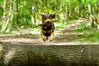 Front view of a funny dog jumping above a trunk in a french forest at spring with a woodstick in its mouth.