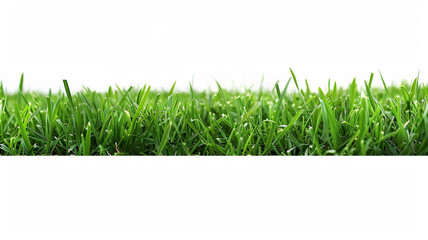 Canvas Print - lawn isolated on white background.