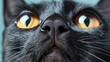 Hyperrealistic details photo of part of a cats muzzle close up, eyes, nose and whiskers, pet concept, banner