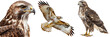 Buzzard bundle, portrait, flying and standing, isolated on a transparent background